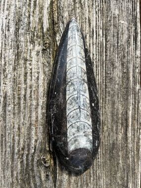 Fossil Squid - Orthoceras